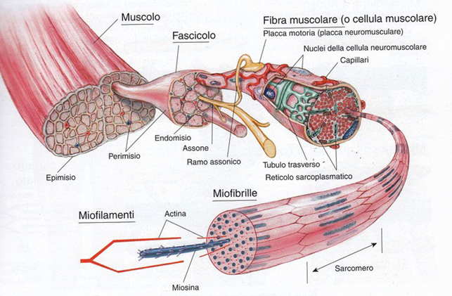 come è fatto il muscolo