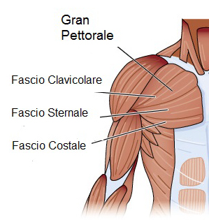 pettorale